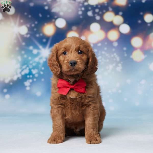 Oscar, Mini Goldendoodle Puppy